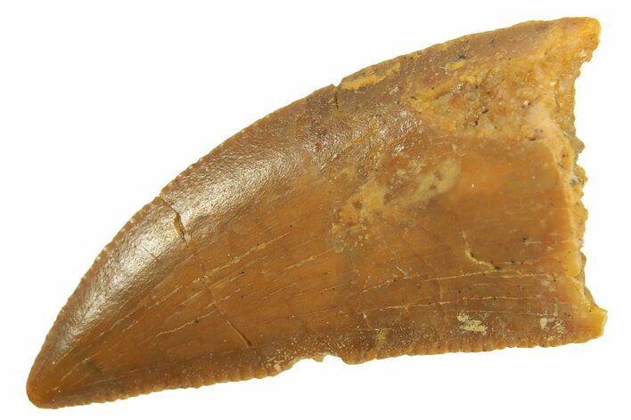 Serrated Raptor Tooth - Real Dinosaur Tooth #297722